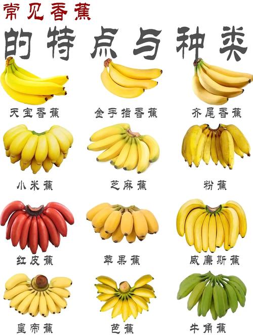 深圳香蕉,本地市场的新机遇与本地化策略