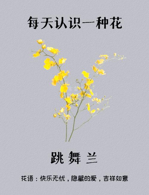 网络用语芭蕾，流行文化中的艺术之花