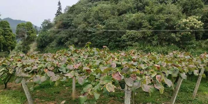 怀化桐木疫情最新动态，影响及应对指南