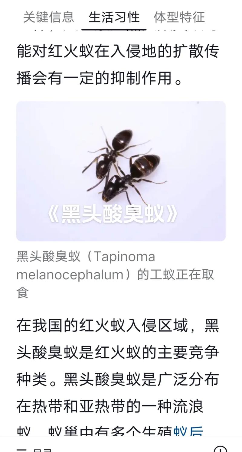 如何在抖音秒刷中脱颖而出，蚂蚁平台与秒刷技巧解析