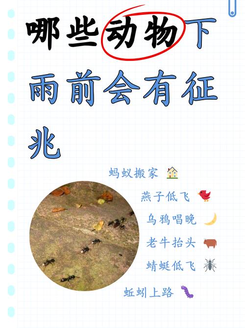 雨点牛，雨中找回你的位置