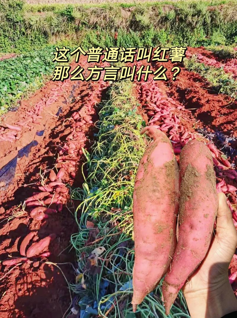 小红薯涨粉自助平台下载,抖音代刷会限流吗?如何避免或利用?