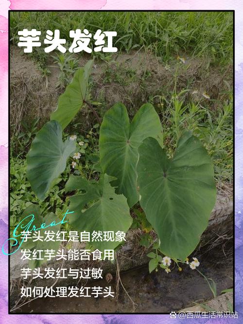 芋头疫情最新动态解析