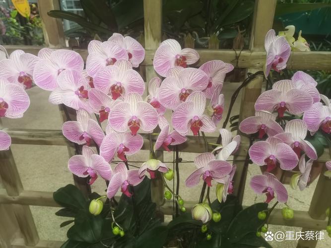重庆疫情后，这些兰花会如何？你的 garden 可能会用到哪些？