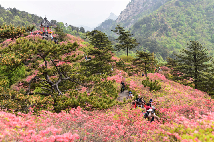 麻城建站指南，打造全国领先的麻城品牌，提升用户粘性