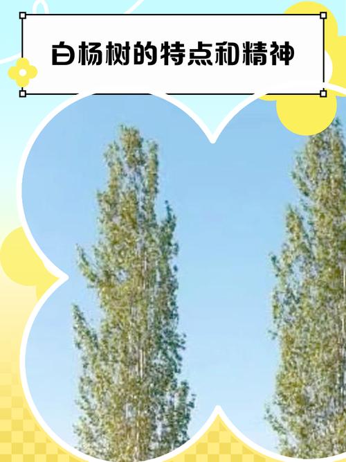 白杨,春光中的守护者,疫情如何影响它们?