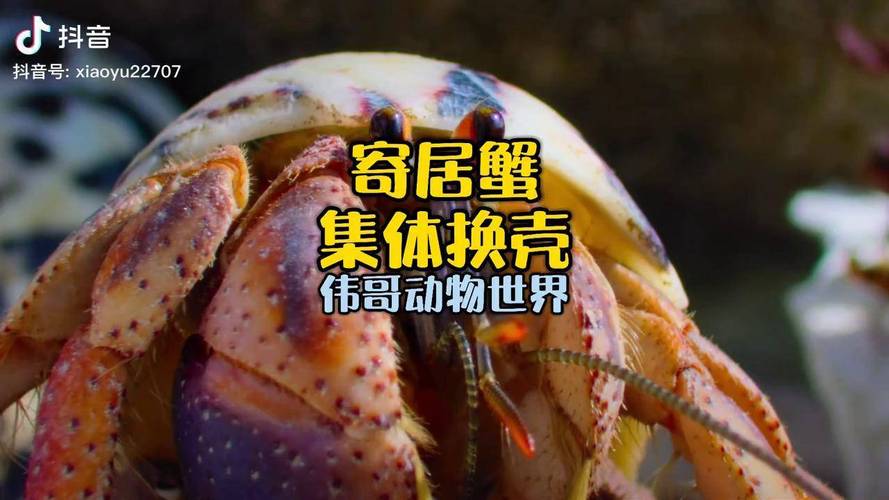 寄居蟹抖音点赞自助平台,助力直播狂人破局