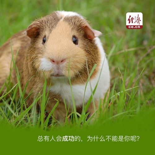 让地球村成为你的未来