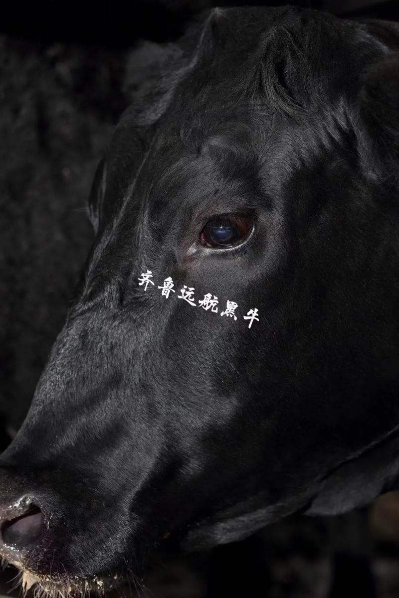 一、黑牛抖音代平台自动播放设置