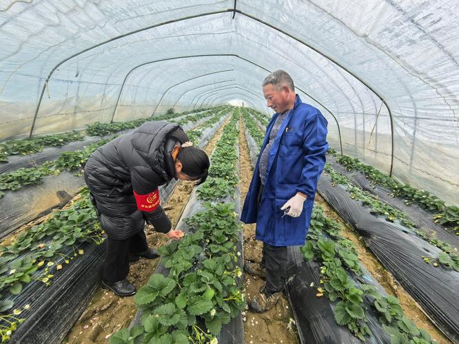 造甲镇疫情最新消息,防控措施与应对对策