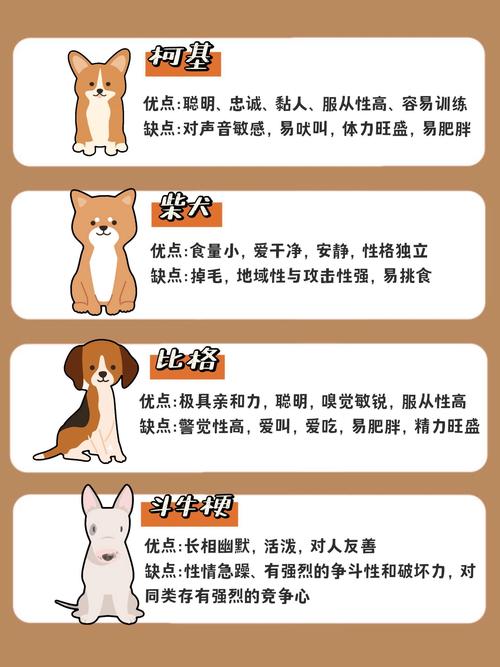 宠物网络用语指南,幸福的互动与理解