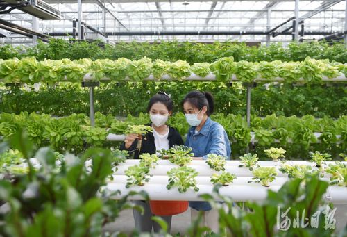 河北网络，助力 businesses走向世界！