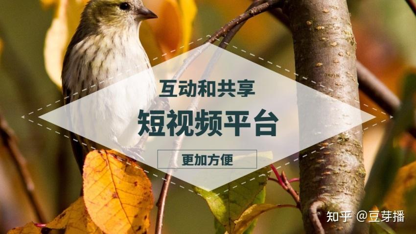 快音秒与小林代网ks,短视频平台的完美结合?