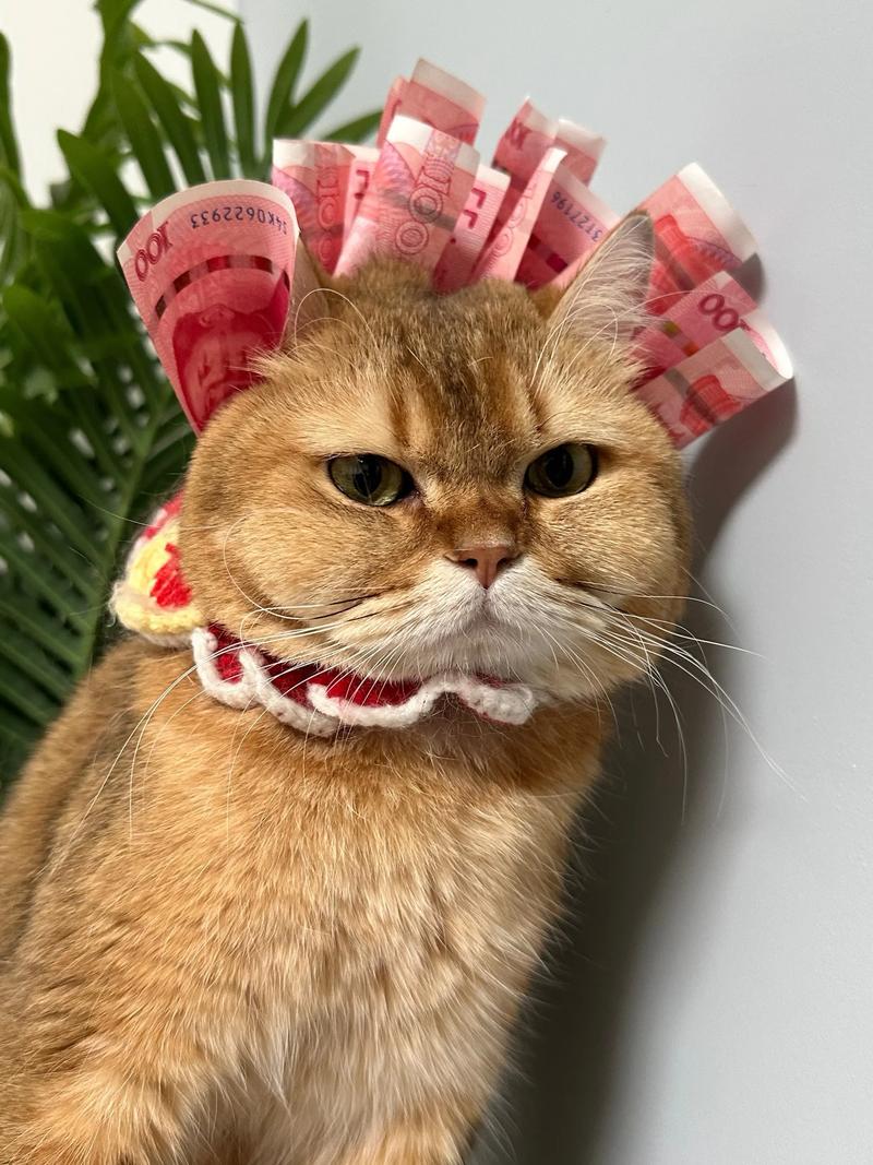 金钱猫,你的代购万宝箱!