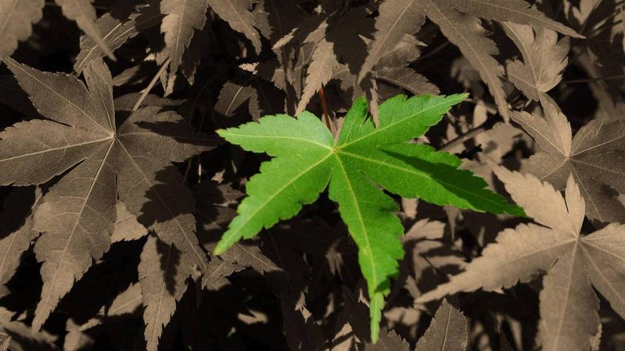 如何高效推广网站,自助免费赞dy低价下单业务