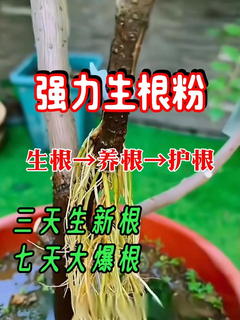 如何让抖音成为你的生根发芽的土壤?