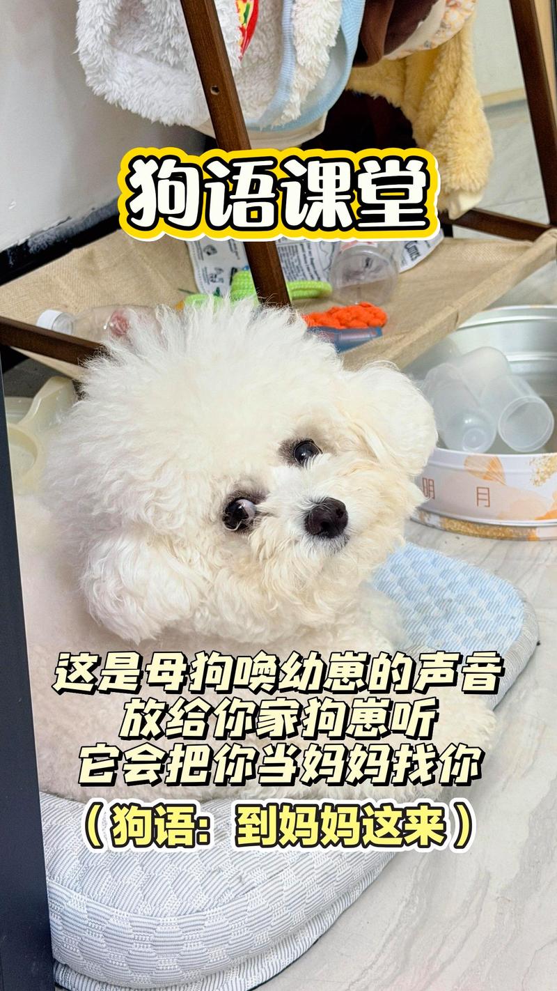 猿狗官方账号赞自助平台解析,如何高效获取赞,提升账号流量