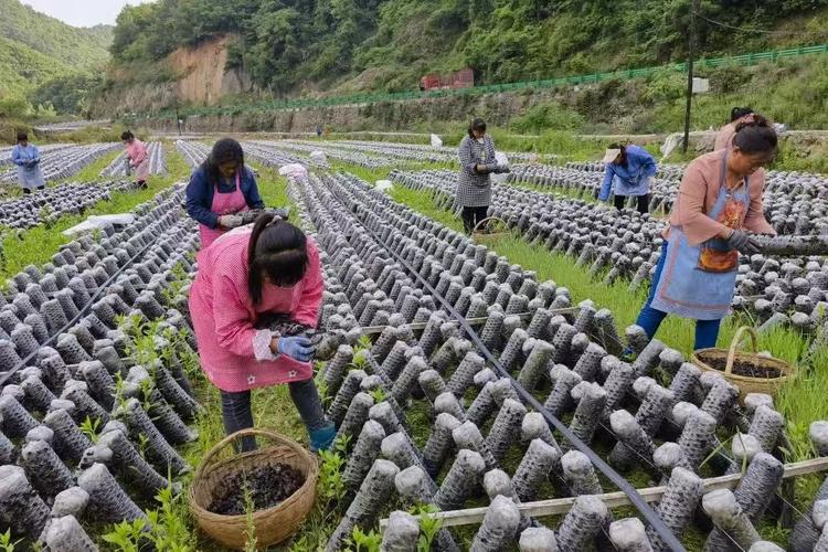 慈溪企业网站建设，助力乡村振兴的智慧之光