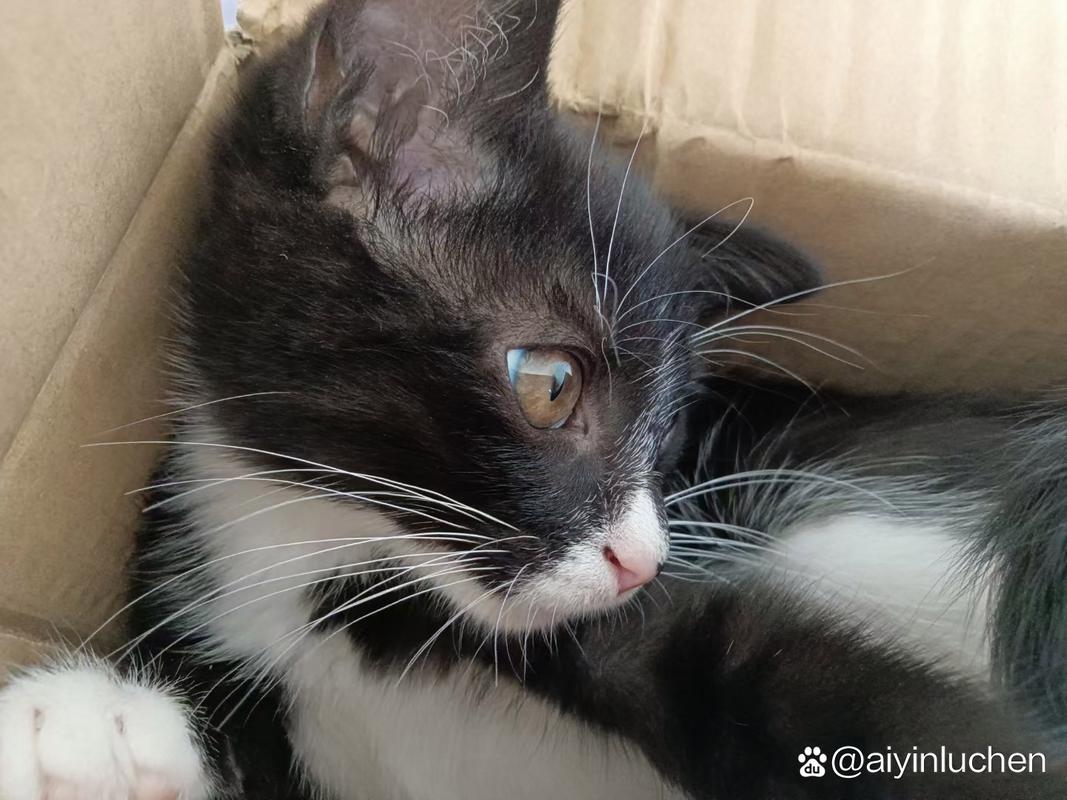 如何利用猫猫耶和代刷网提升视频曝光率?