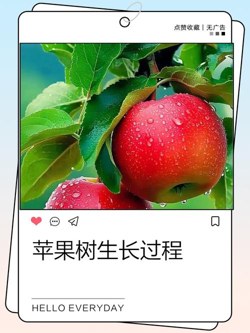 构建苹果园网站,从基础到优化,让你的网站如苹果般精致