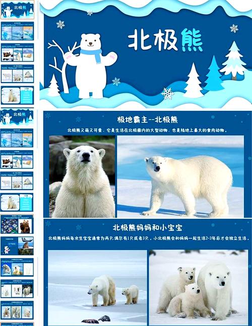 哈尔滨SEO网络公司，让互联网成为 Polar Bear的栖息地