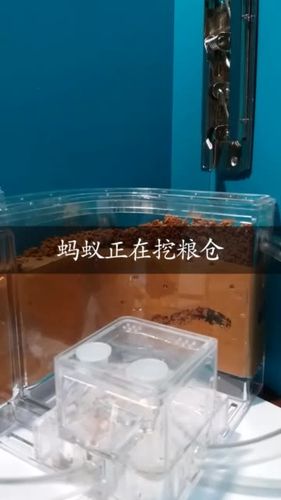 蚂蚁快手自助下单平台，用户生成与转化的全新解决方案