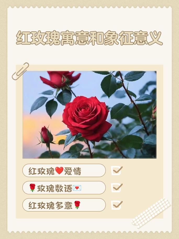 红玫瑰，如何刷高抖音浏览量