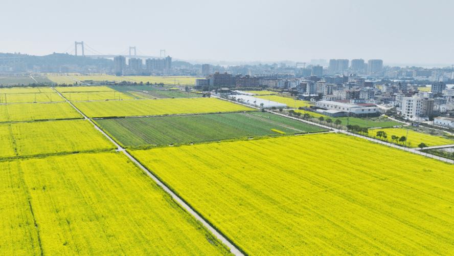 柳市，基础设施与农业的完美融合
