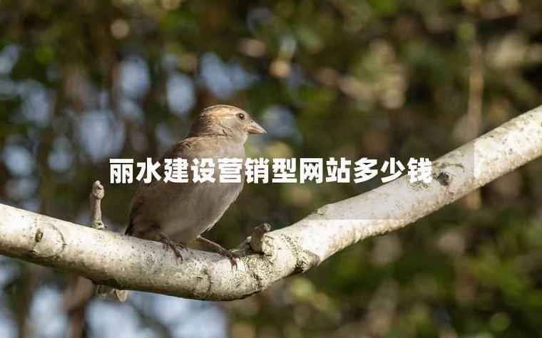 丽水专业网站设计开发服务价格解析
