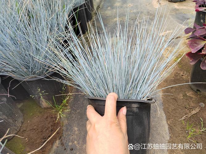 如何让植物网站脱颖而出