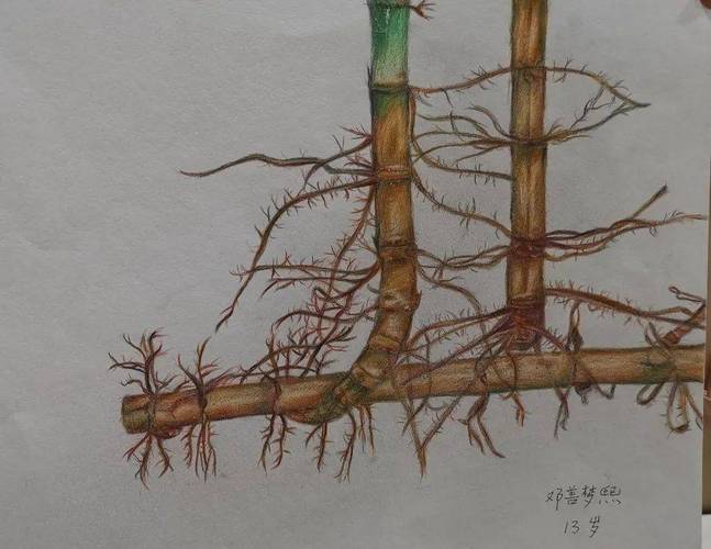 如何让植物网站脱颖而出