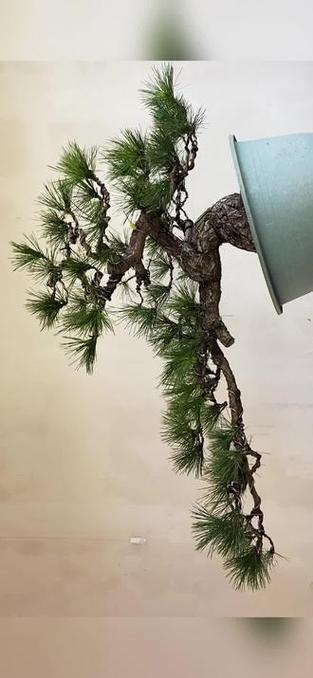 双击与免费业务的区别，如何成功利用双击获取流量