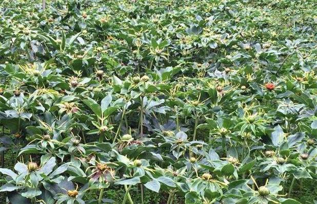 电脑版铁拳3种植小技巧,如何在电脑版中轻松种植好植物?