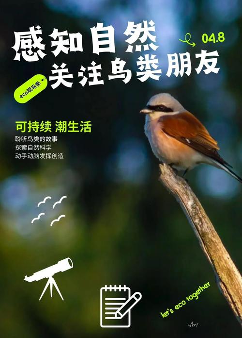 小鸟代养网，精准定位，精准推广，助力鸟类成长