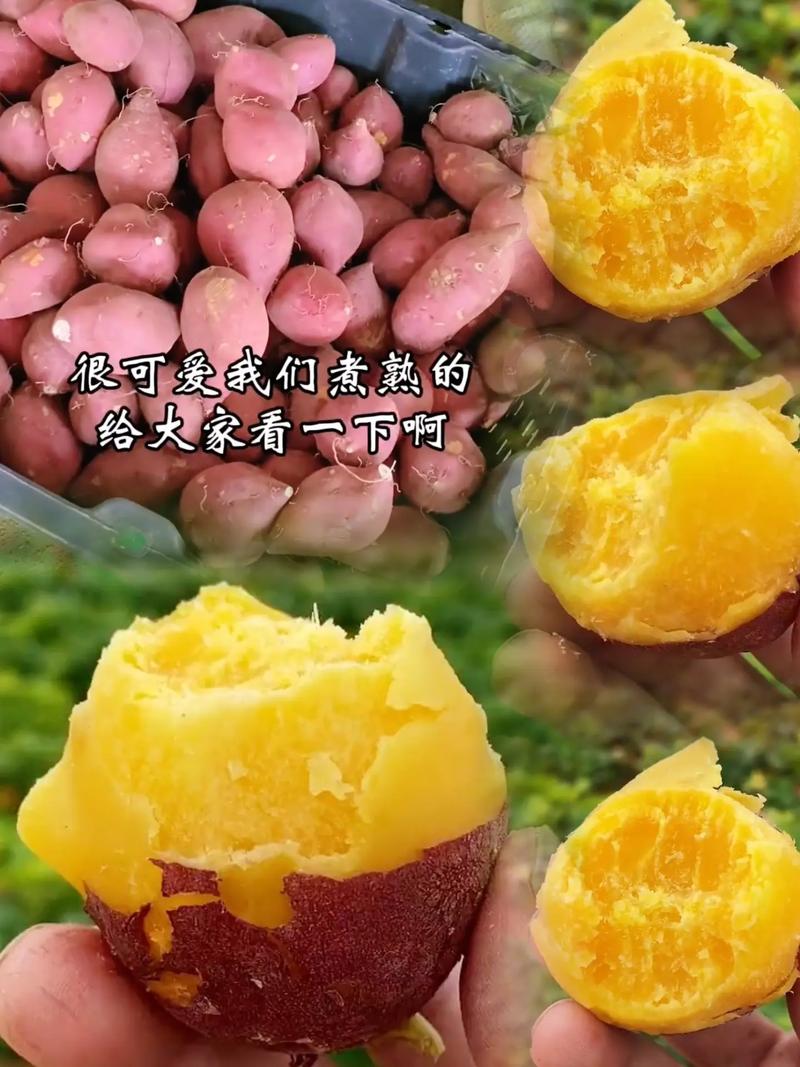如何在抖音上高效获取小红薯信息？指南解析！